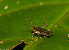 Heliodinidae