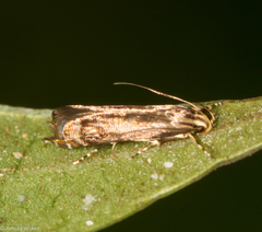 Calliprora