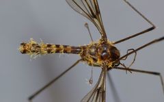 Leptotarsus cubitalis