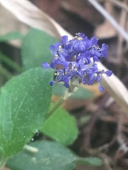 Ceanothus diversifolius