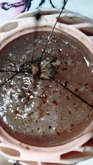 Anadenulus cockerelli