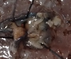 Anadenulus cockerelli