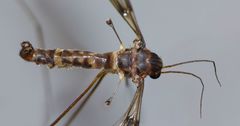 Leptotarsus cubitalis