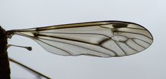 Leptotarsus cubitalis