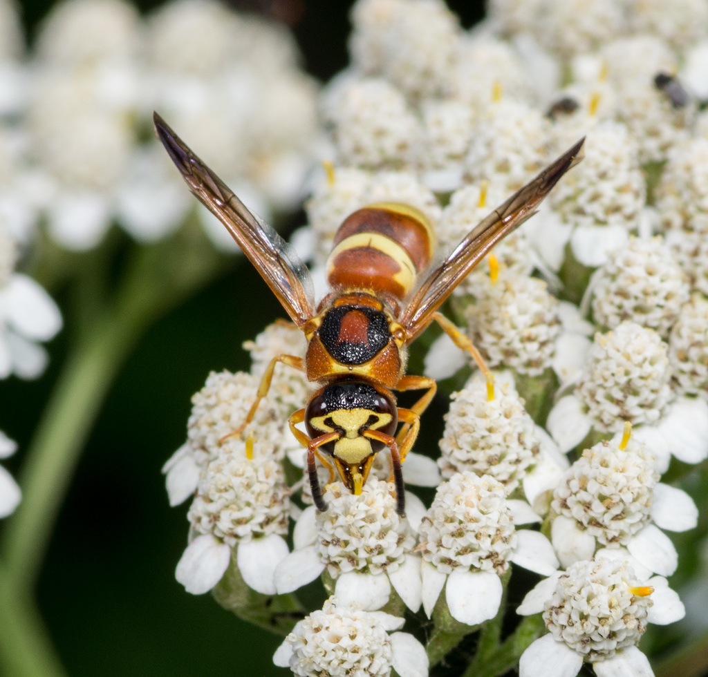Euodynerus pratensis