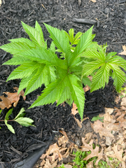 Filipendula rubra