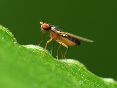 Mumetopia occipitalis