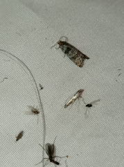 Pseudococcyx posticana