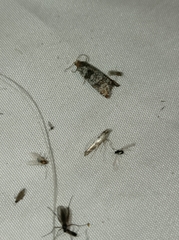 Pseudococcyx posticana