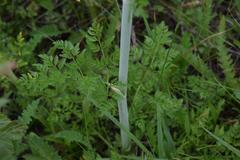 Conium chaerophylloides