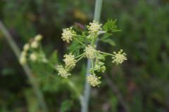 Conium chaerophylloides