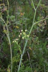 Conium chaerophylloides