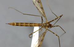 Austrolimnophila stewartiae