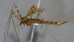 Austrolimnophila stewartiae