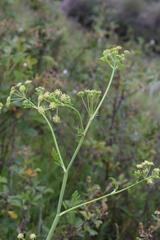 Conium chaerophylloides