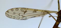 Austrolimnophila stewartiae