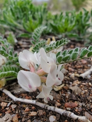 Astragalus parryi