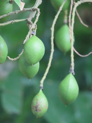 Simarouba berteroana