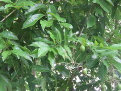 Simarouba berteroana