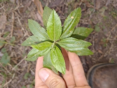 Baccharis punctulata