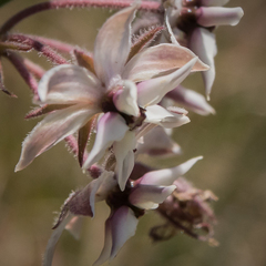 Asclepias humilis