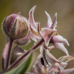 Asclepias humilis
