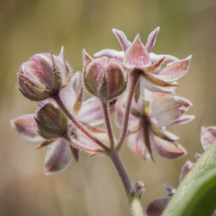 Asclepias humilis