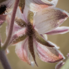 Asclepias humilis