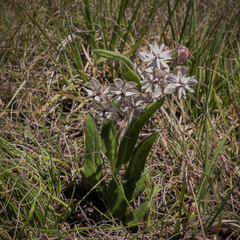 Asclepias humilis