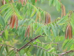 Simarouba berteroana