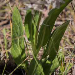 Asclepias humilis