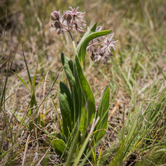 Asclepias humilis