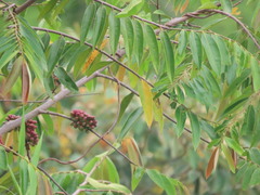Simarouba berteroana