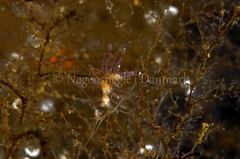 Eubranchus rupium