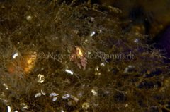 Eubranchus rupium