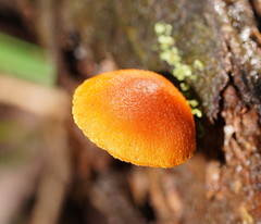 Gymnopilus ferruginosus