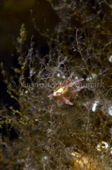 Eubranchus rupium