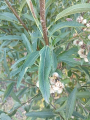 Baccharis punctulata