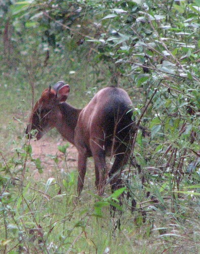 Peters' Duiker