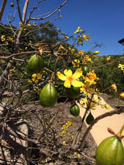 Cochlospermum gillivraei