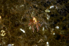 Eubranchus rupium
