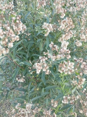 Baccharis punctulata
