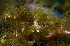 Eubranchus rupium