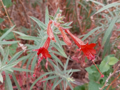 Hummingbird trumpet (Epilobium canum)