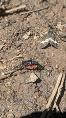 Anastrangalia laetifica