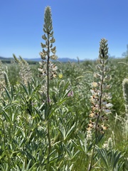 Lupinus albicaulis