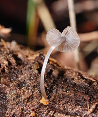 Mycena carmeliana