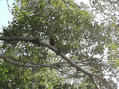 Buteogallus