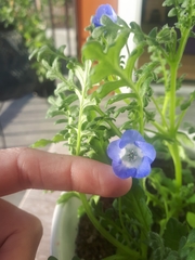 Nemophila menziesii