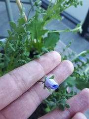 Nemophila menziesii
